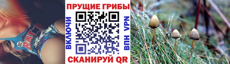 Купить закладки  Калачинск  Псилоцибиновые грибы Psilocybe 